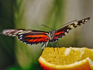 Schmetterling