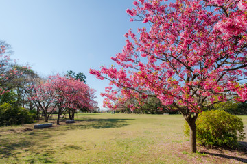 桜と公園