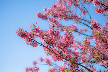 空と桜