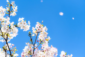 空と桜