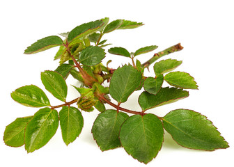 Small twig of rose with young green leaves and thorns, isolated on white background