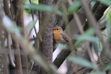European robin singing