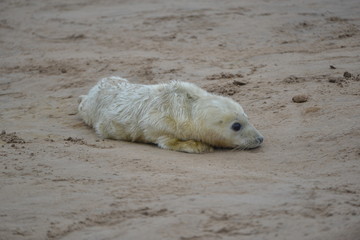 Seals and seal cubs at Donna Nook, Lincolnshire, United Kingdom