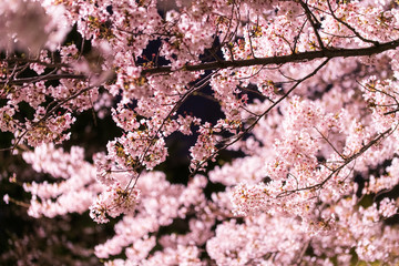 夜桜