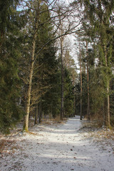 Footpath among trees. Last snow in the forest before spring will come.