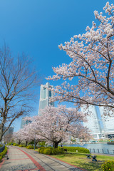 都市と桜並木