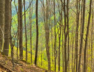 Central Balkans Mountain, Bulgaria - CIRCA 2017. Greenery in the woods of Central Balkan National park. Oaks, beech trees and pines having their first spring leaves. 