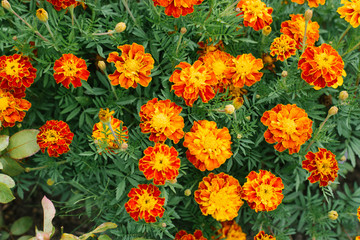 flower background of orange flowers marigolds in the garden in summer