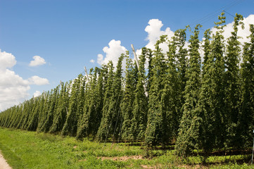 Hopfen Anbau