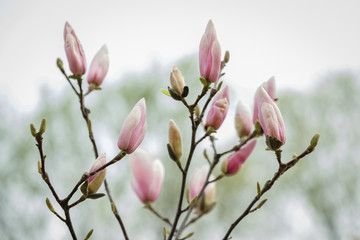 Tree branch with magnolia flowers. Magnolia flower bud in early spring. The beginning of the flowering of magnolia. Magnolia tree in early spring with young flower buds. 