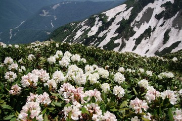 Fototapeta premium Beautiful scenic landscape of Caucasus mountans at spring with blooming rhododendron, Sochi, Krasnaya Polyana. Russia.