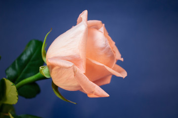  Light pink rose on blue background