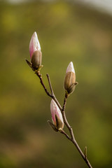 Obraz premium Tree branch with magnolia flowers. Magnolia flower bud in early spring. The beginning of the flowering of magnolia. Magnolia tree in early spring with young flower buds. 