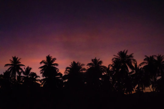 Smoke from a bonfire in a rainforest at sunset. Fires in the forest. Smoke on the background of palm trees at sunset