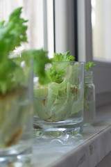 Growing lettuce in water from scraps in kitchen and on a window sill