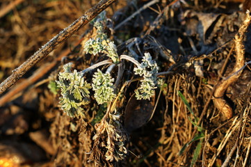 Last year's grass covered with spring frost
