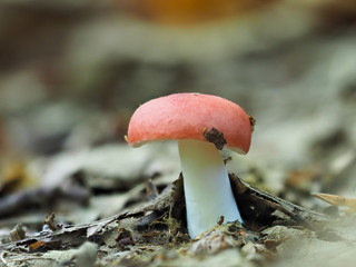 Sickener mushroom on forest floor, Russula