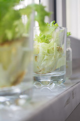 Growing lettuce in water from scraps in kitchen and on a window sill