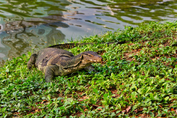monitor lizard - Varane climbed out of the water at Lumpini Park in Thailand