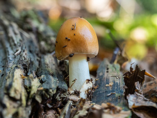 The Tawny Grisette mushroom covered in mites
