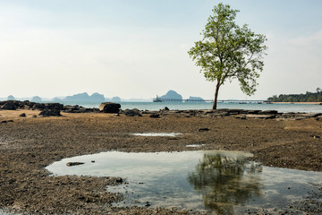 Fototapeta na wymiar Tree at Kwang island near Beach, Krabi