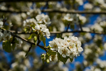 Nature spring sunny day outdoor
