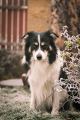Adult male of border collie is sitting in frozen grass  He is so cute. Winter in Prague.