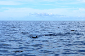 Naklejka premium dolphins swimming in atlantic ocean in front of la gomera, canary islands in spain