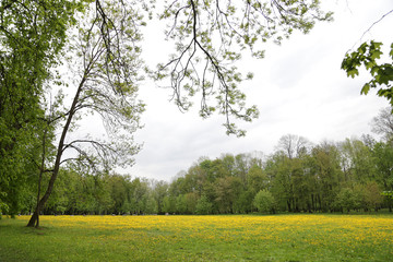 Glade with blooming dandelions in Loshitsky park in the city of Minsk, Belarus.