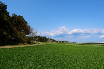 春　田舎　麦畑　風景　杤木