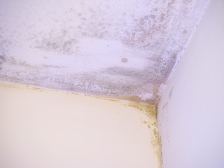 moisture stains and fungus in the ceiling corner