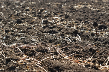 Freshly plowed field of chernozem with the remains of dry tops from last year