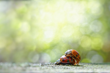 Unterschiedliche Arten von Marienkäfern bei der Kopulation