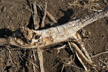Dry cracked tree roots that look like a lizard