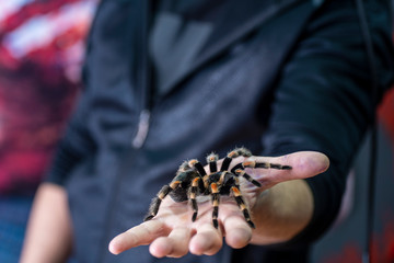 Tarantula