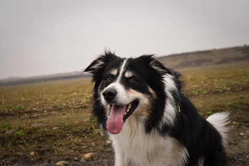 Male of border collie is prowling on flying clay from handler. He loves catching it.