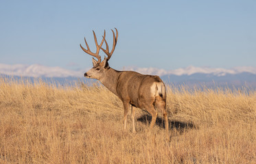 Mule Deer Buck in Colorado during the Rut in Autumn