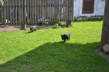 mini pigs