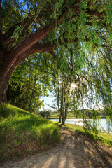 The sun shining through the branches of a weeping cypress tree, casting dappled light on a path underneath. In the background is a lake