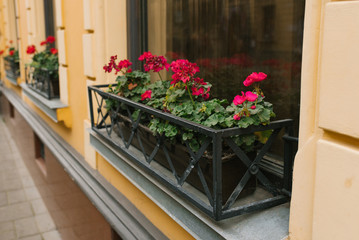 Fototapeta na wymiar Pink pelargonium flowers in vases on the Windows of the house