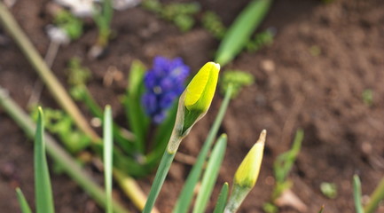 Green lawn in a colorful landscaped formal garden.