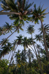 Group of coconut trees under blue sky.
