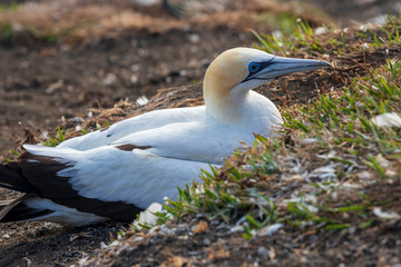 Gannet colony at Muriway in New zealand. North Island.