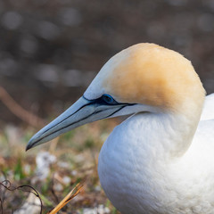 Gannet colony at Muriway in New zealand. North Island.