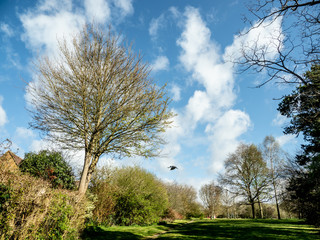 OLYMPUS DIGITAL CAMERA - SUN IN THE PARK