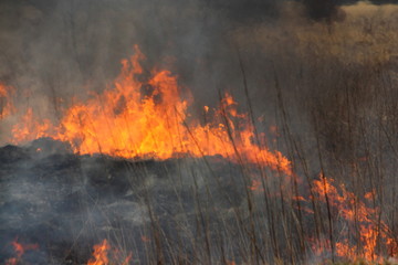 Burning grass field, fire ring move from ashes to gry grass