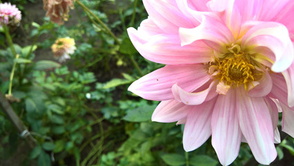 Obraz premium chrysanthemums