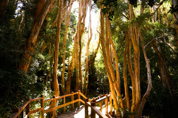 Fototapeta premium Forêt d'arrayanes