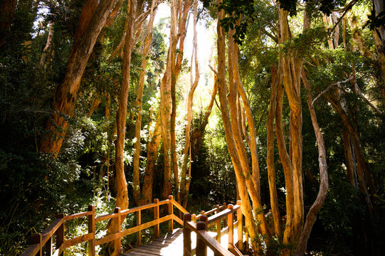 For&ecirc;t d'arrayanes