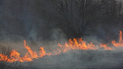 Forest fire, fire from the field edge on the burning grass move to the trees